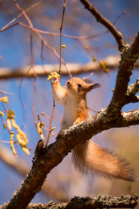 Young Red Squirrel (Sciurus vulgaris) on Birch Tree Branch, Springtime, Finland Young Red Squirrel (Sciurus vulgaris) on Birch Tree Branch, Springtime, Finland